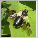 Abia fasciata - Keulhornblattwespe 01b.jpg